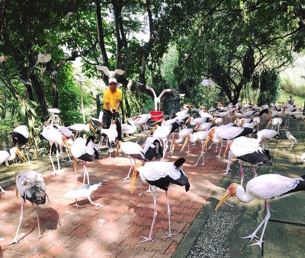 Kl Bird Park Admission Ticket With One Way Transfer In Kuala Lumpur Klook